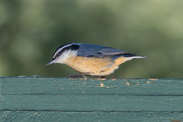 Sittelle à poitrine rousse – Red-breasted Nuthatch - Beauce, Canada - 3191