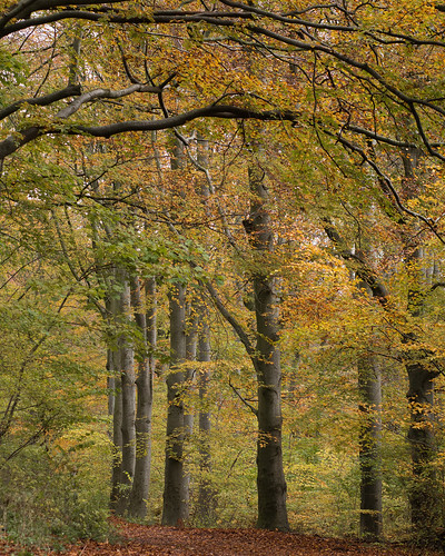 canon eos landscape outside nature autumn green colours yellow woods trees denmark