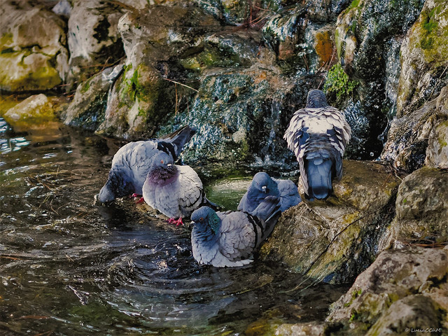 Bath Time for pigeons