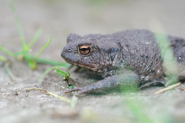 Closeup of a female of the European common toad, Bufo bufo in the garden