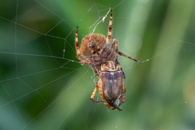 210320 - Brown-Legged Spider