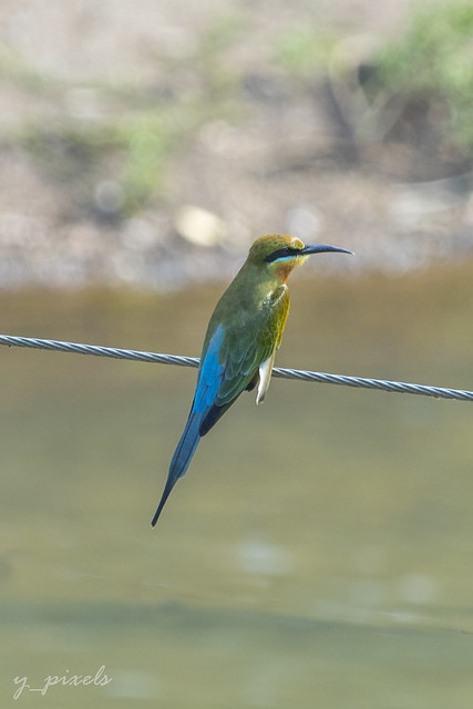 Bee eater.