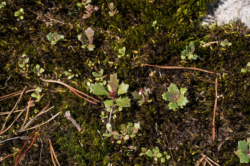 Newly sprouted plants on a wet mat of moss