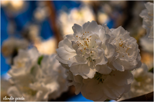 flores flowers primavera spring ciruelo plumtree naturaleza nature fotografía photography shot picture nikond3500 flickr