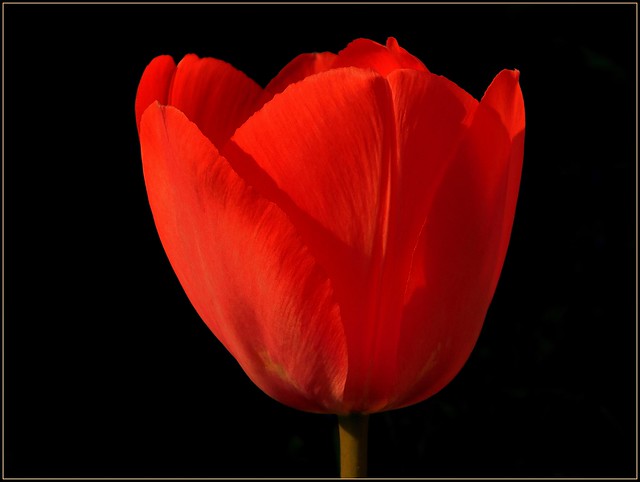 Czerwony tulipan  * EXPLORE