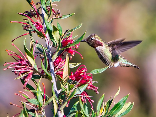 Hummingbird @ UC Santa Cruz Arboretum