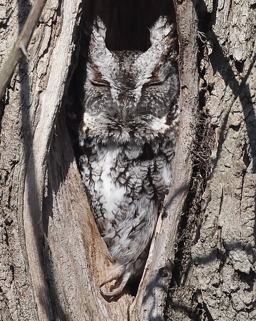 Screech Owl in my backyard