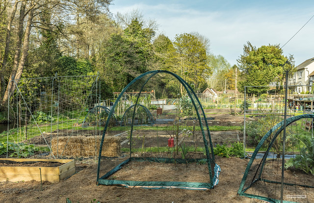 Well-tilled allotments in the classic Surrey village of Shere, from near to the 