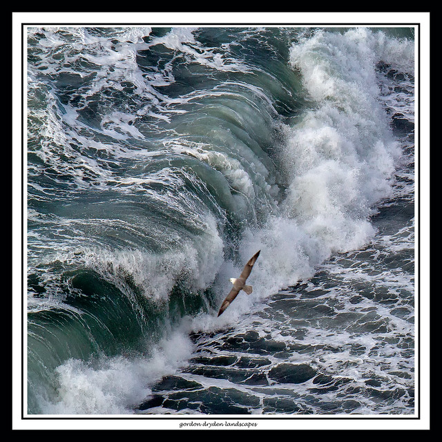 Fulmar and wave