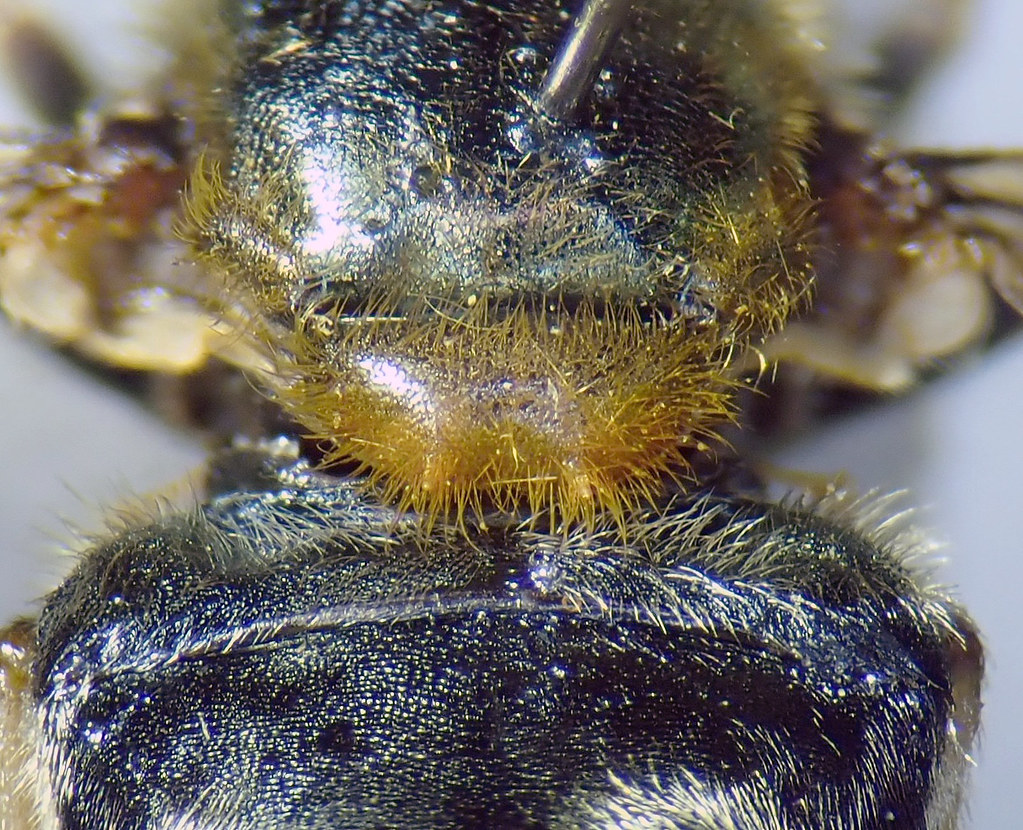 Microdon Microdon myrmicae (Bog Ant Fly) | Flickr