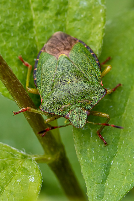 Common Green Shieldbug (Palomena prasina)