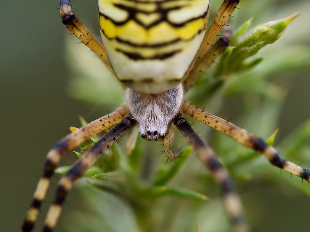 Wasp Spider (f)