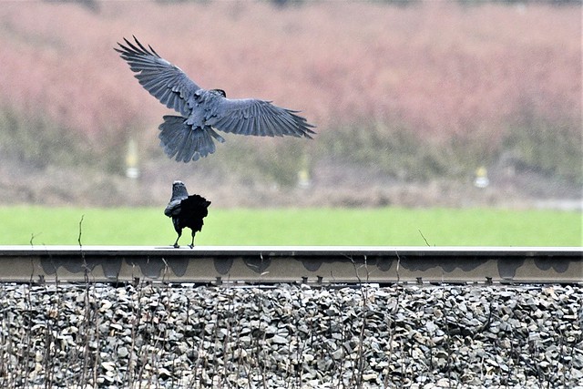 Common Raven - (Corvus corax)