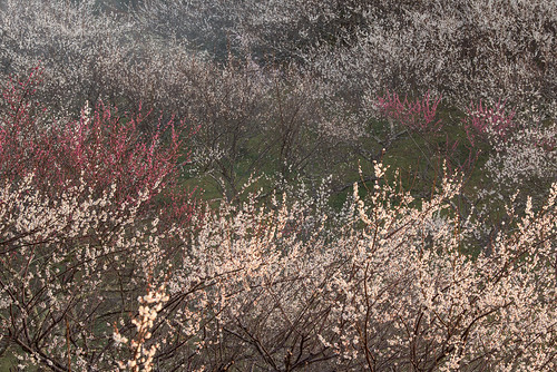 奈良市 奈良県 japan 月ヶ瀬 梅 flower 朝景 sunrise