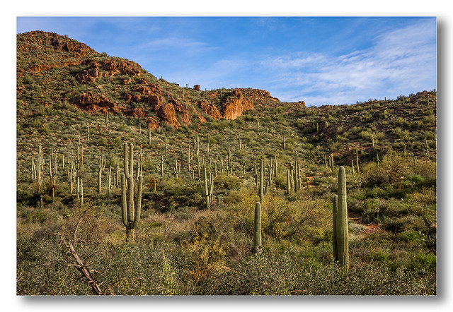Arizona 2012 - A Field of Saguaros On The Peralta Trail