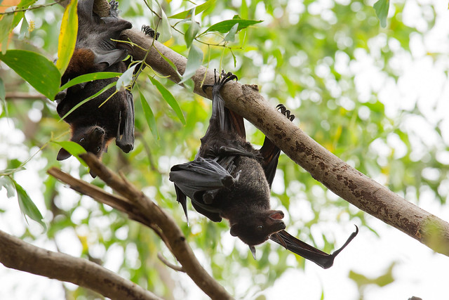 Black flying foxes (Pteropus alecto)