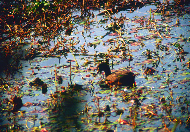 Coot in water, Bandewas bird sanctuary, Haryana