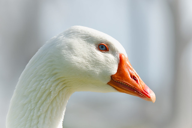 Blue eyed white goose close up portrait