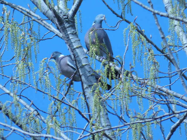 P1200443 La coppia di Colombacci, su un altissimo pioppo in fiore, in cerca del posto per costruire il nido.