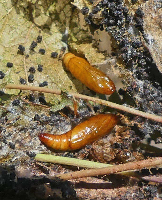 7 - Bag Moth, Kurrajong - Dichocrocis clytusalis, Chrysalis (Neil Blair)