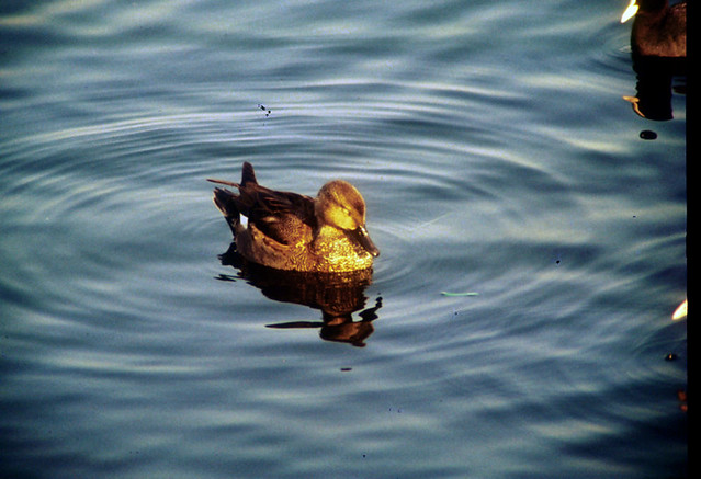 Gadwall (?) on water, Bandewas bird sanctuary, Haryana