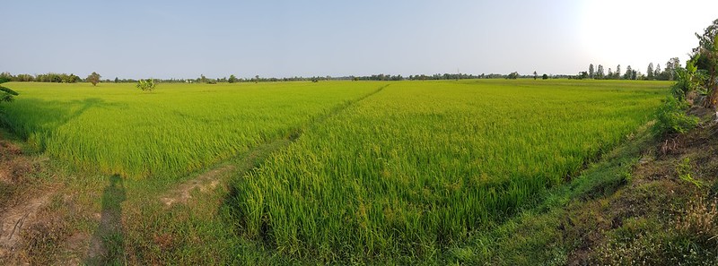Rice Paddies of Kamalasai 11