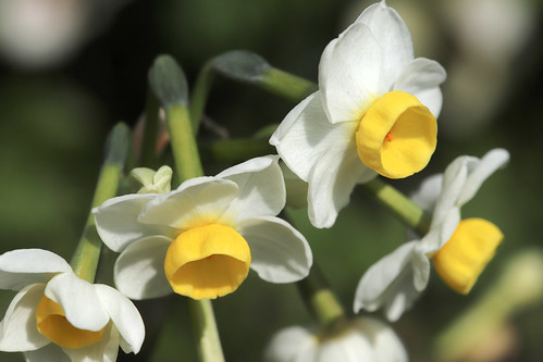Narcissus avalanche