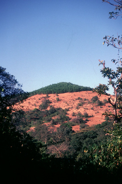 Eroded hillock with Acacia plantation on top, Jog Bhatkal road