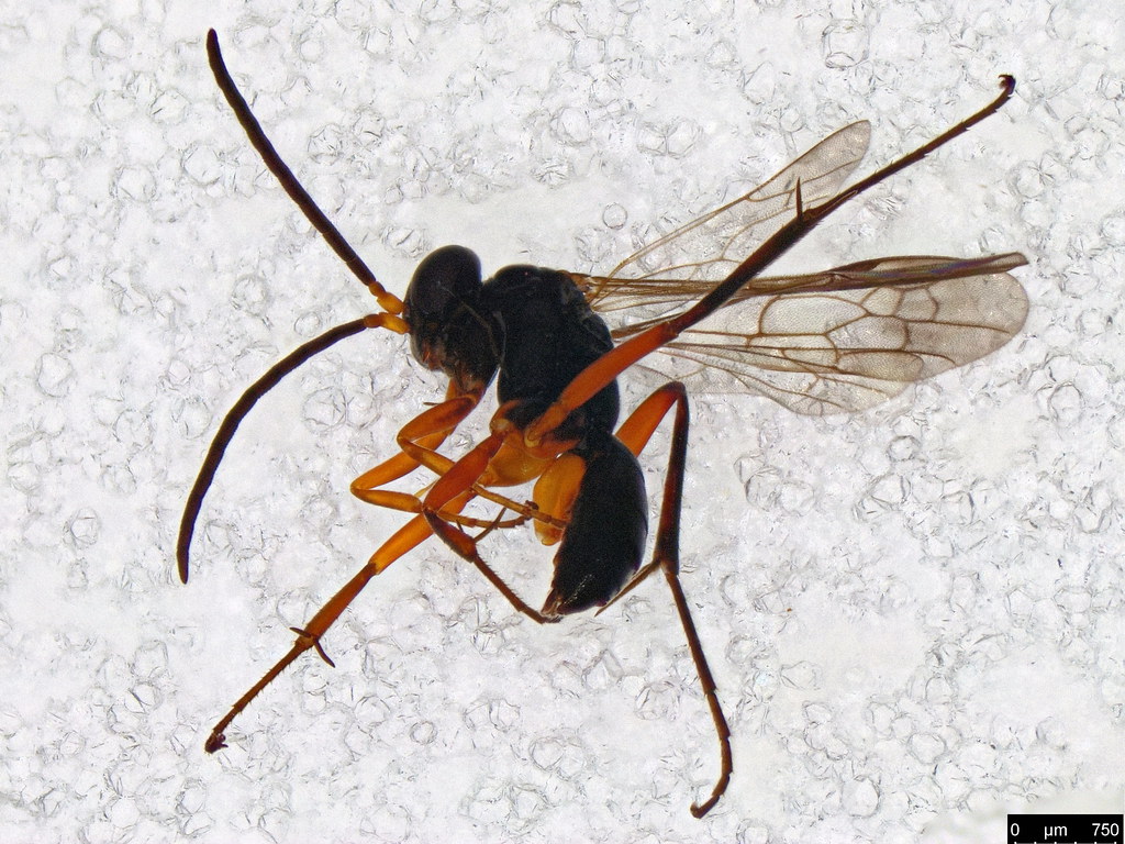 20 - Ichneumonidae sp.