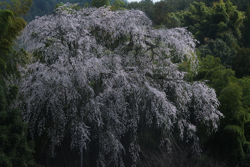 Old cherry blossom tree, spring 2021