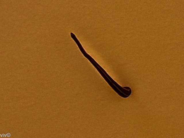 With the recent heavy rains, this Leech found its way into the home and was surveying the ceiling for food - ie humans for blood - see following video, Sydney, New South Wales, Australia