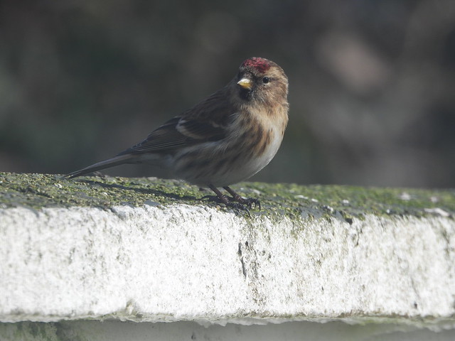 Redpoll on the wall