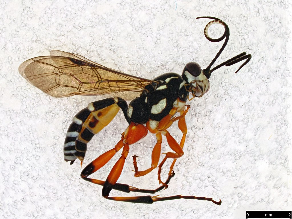 10 - Ichneumonidae sp.