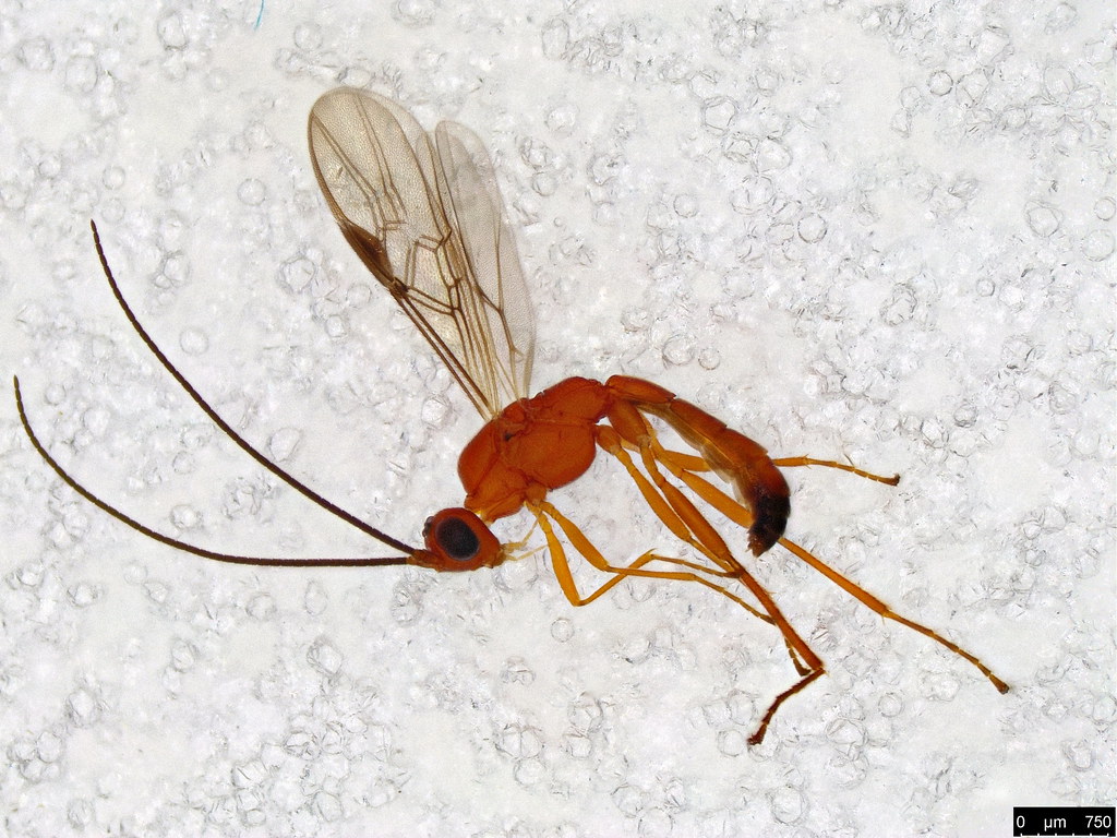 15 - Ichneumonidae sp.