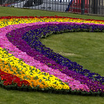 floral rainbow of hope
