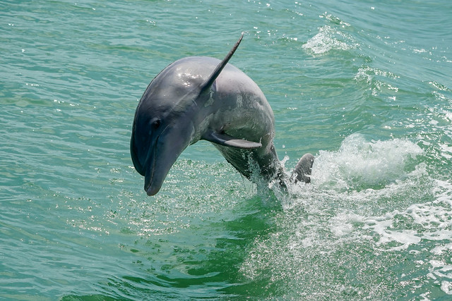 Florida - Dolphin