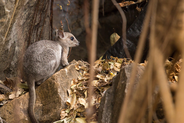 Wilkins rock wallaby (Petrogale wilkinsi)