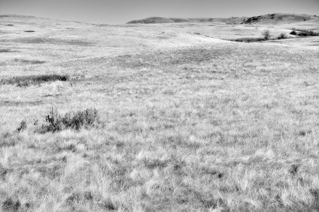 I Sat on the Grasses of a Meadow One Morning (Minimalist Black & White, Theodore Roosevelt National Park)