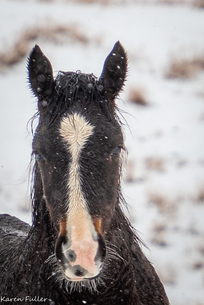 Snowy Wild Horse