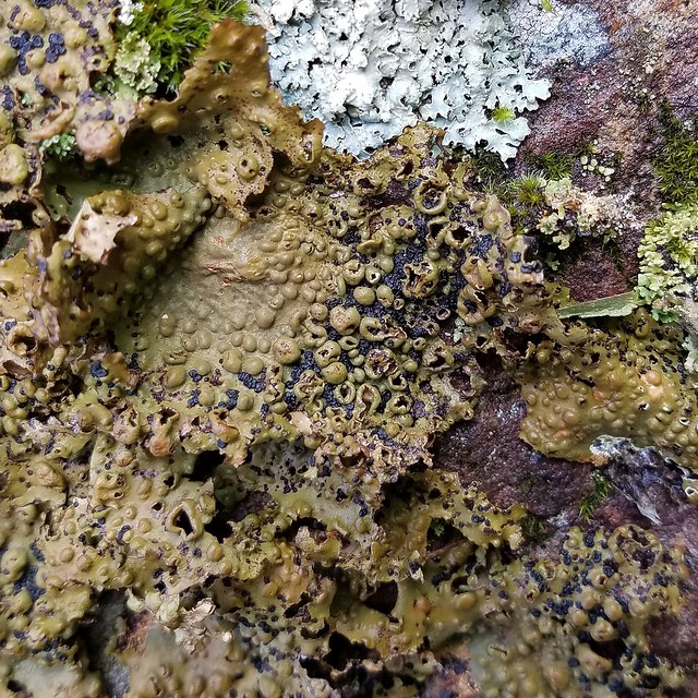 Lasallia papulosa (Toadskin Lichen)