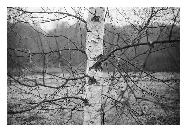 Birch branches