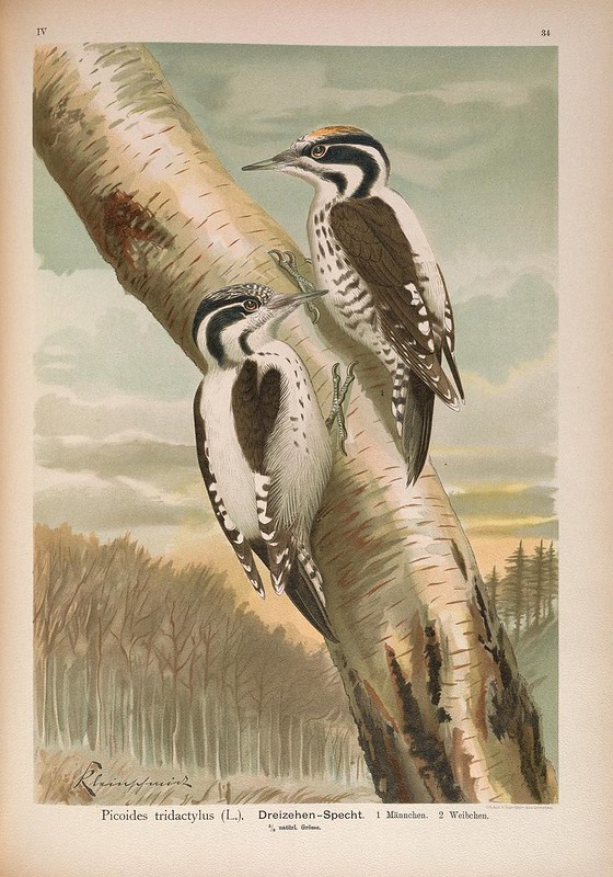 Eurasian Three-toed Woodpecker beautiful