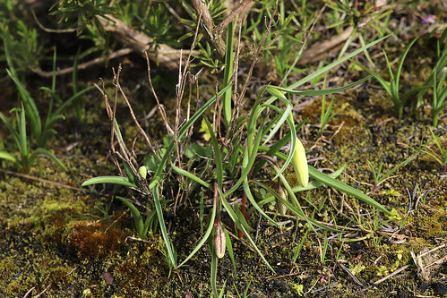Snakes head Fritillary Fritillaria meleagris