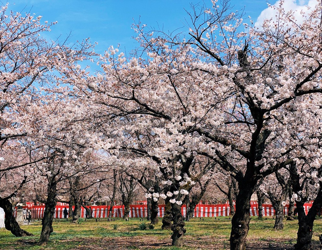 Cherry blossoms in the Hirano shrine