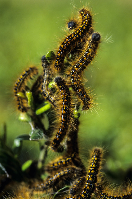 Tent caterpillars climbing to the top of a bush Marysville Washington
