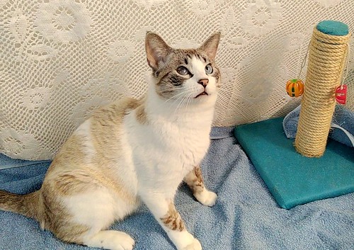Ozzy, gato cruce siamés muy bueno y cariñoso, esterilizado y nacido en Septiembre´19, en adopción. Valencia. ADOPTADO. 51068359211_72d9132229