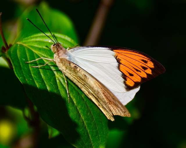 Chicago Botanic Garden butterfly