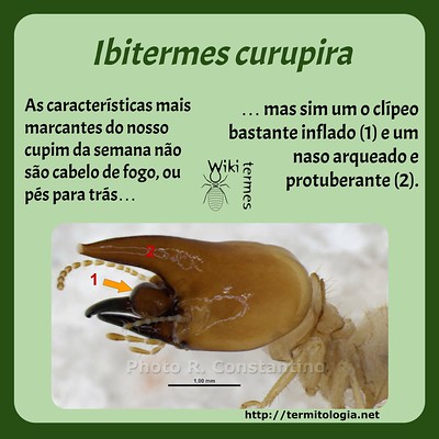 Ibitermes curupira.pptx (3)