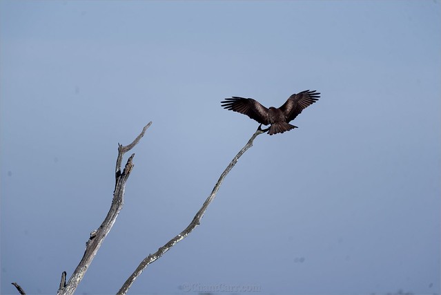 Milan noir - Milvus migrans - Black Kite