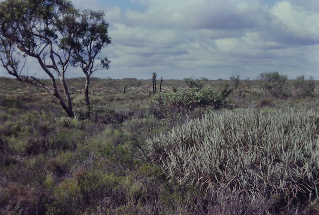 Banksia candolleana, Eucalyptus lane-poolei and Kingia australis, near Jurien Bay,  WA, 1978
